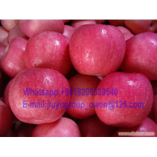 Food Grade New Crop FUJI Apple